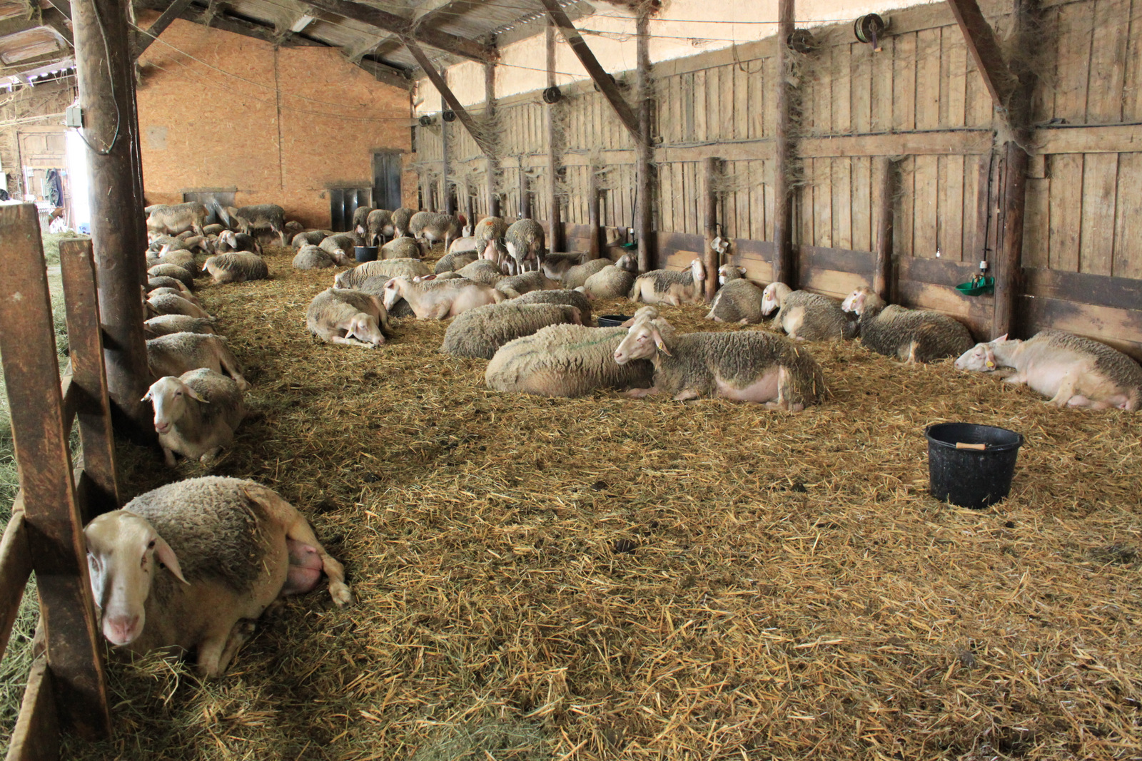 Ardèche - Ferme du Château de Chastanet