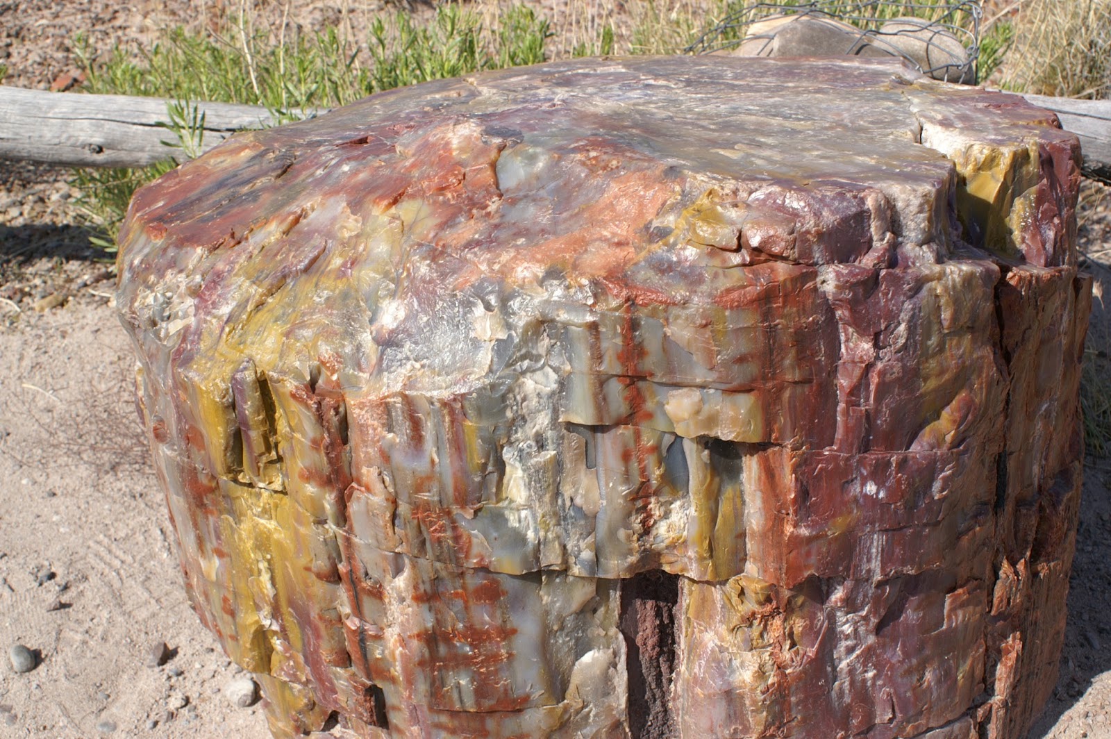 Theall Family Petrified Forest ROCKS!