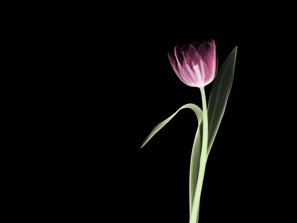 XRay flower wallpaper hd wallpaperswidescreen desktop backgrounds