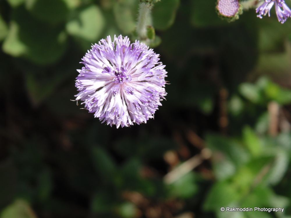 Kas Pathar - Flowers valley in Maharashtra