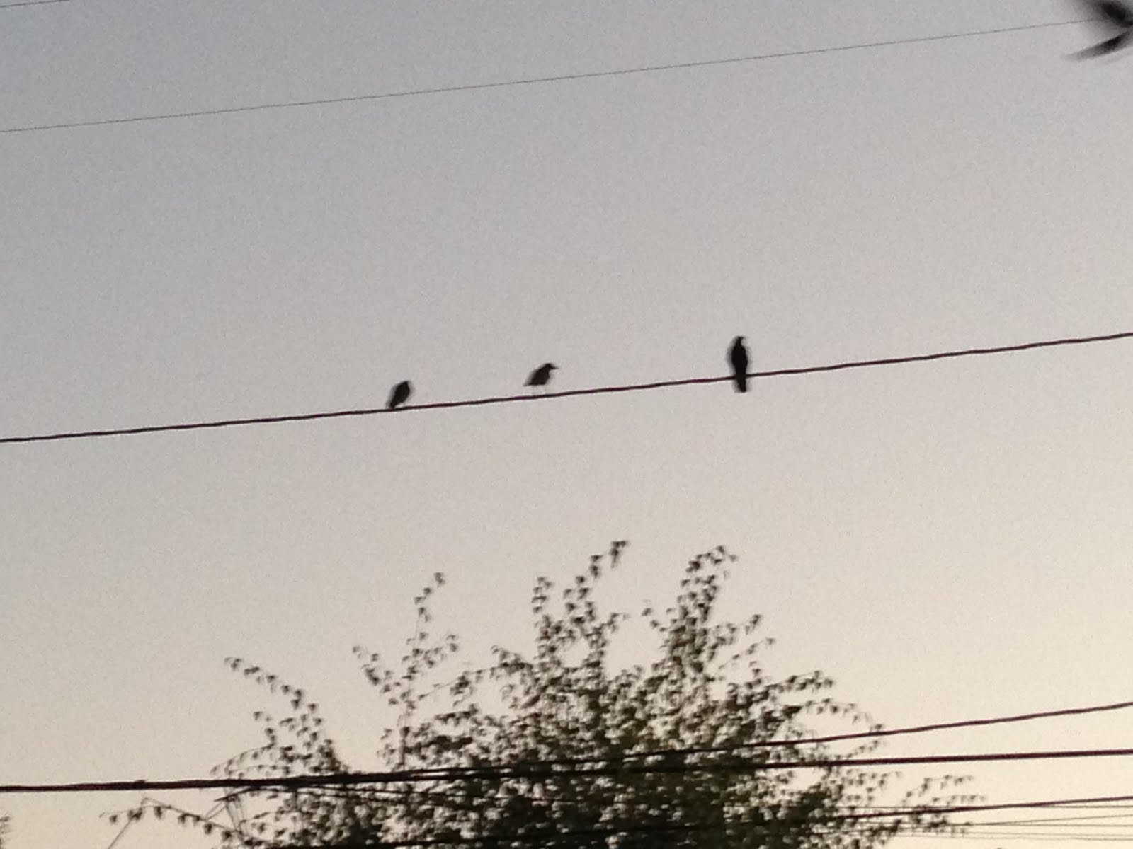 The birds on the wire