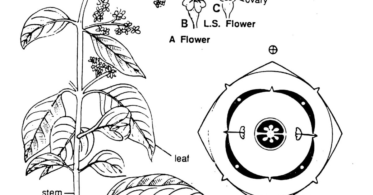 Botany blog: Oleaceae and Asclepiadaceae