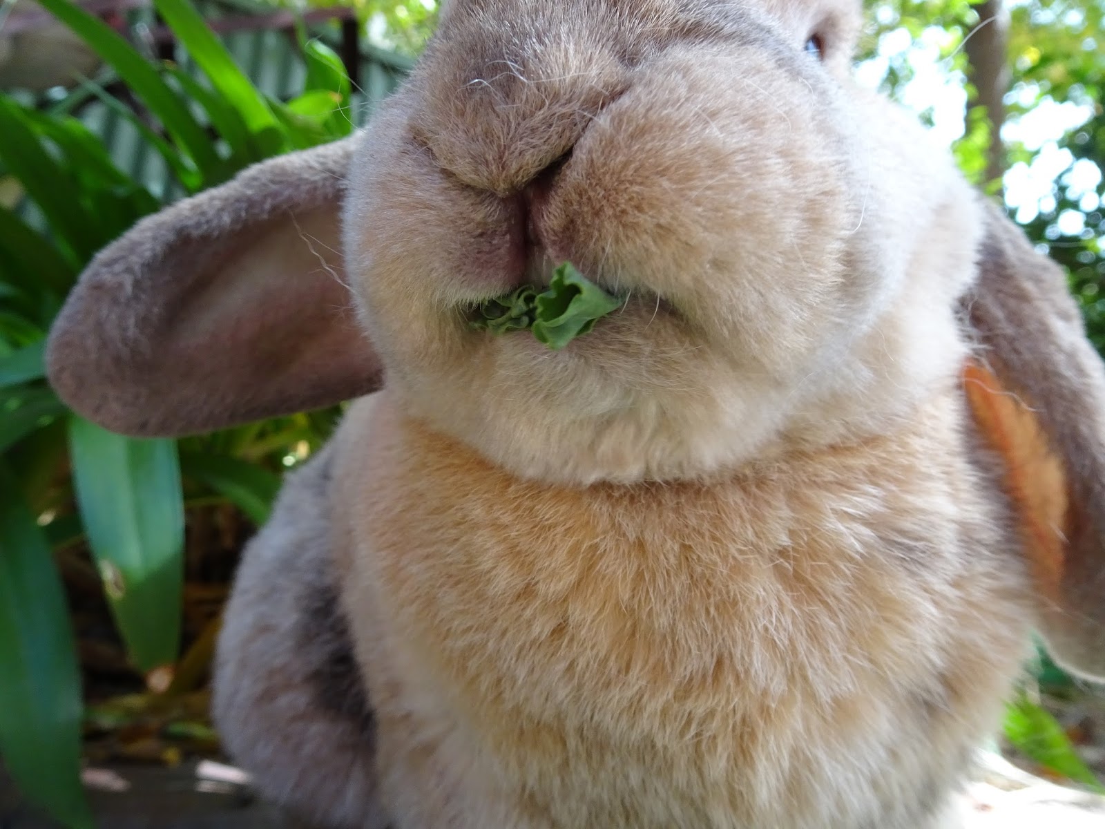 Rabbit Nibbles