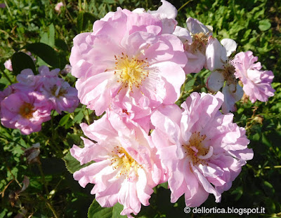 Rosa Celestial ibrido di Alba confetture cinorrodi e petali per tisane lavanda sali aromatici ghirlande centrotavola natalizi e floreali alla fattoria didattica dell ortica a Savigno Valsamoggia Bologna in Appennino vicino Zocca