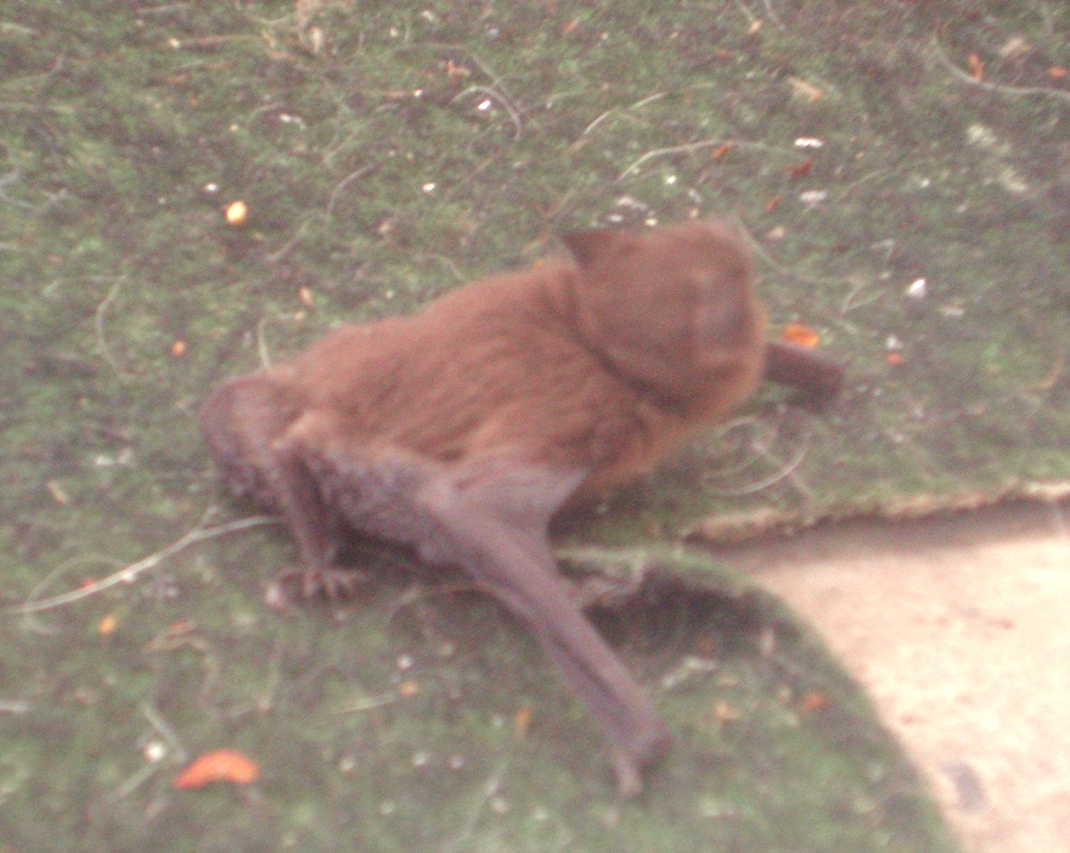 Seifen und me(e)hr: Fledermaus auf dem Balkon