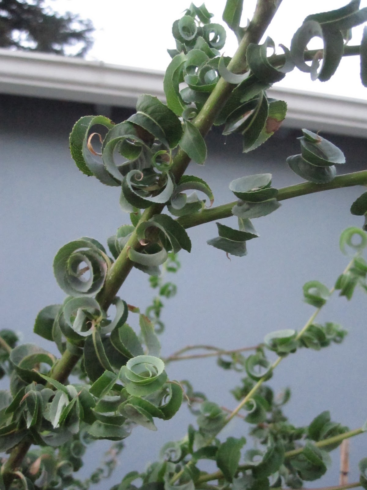 Aprille's SoCal Gardening Curly Leaved Willow, no REALLY curly!