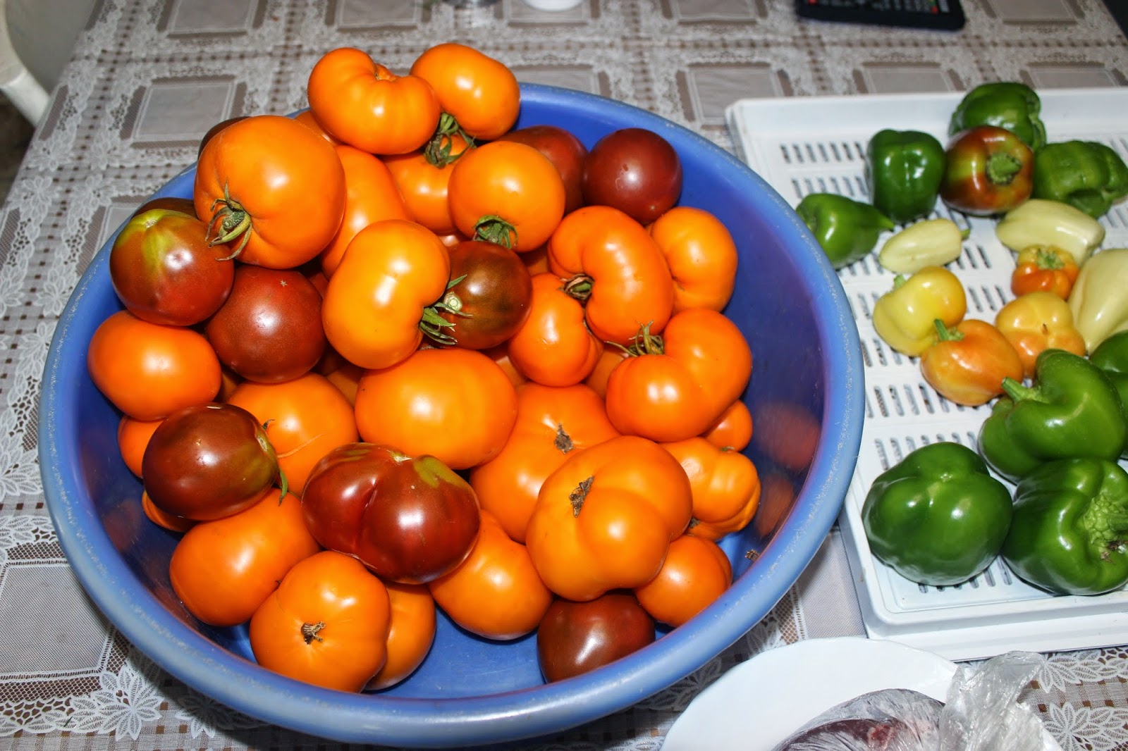 Отзывы хурма фото садоводов. Помидоры сорт хурма. Хурма помидорный сорт. Сорт томатов хурма. Оранжевый помидор хурма.