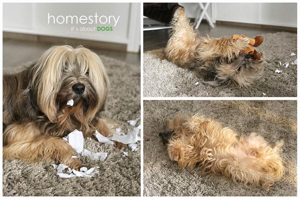 homestory: Tibeter Chiru gewährt ganz private Einblicke - ABOUT DOGS ...