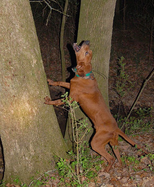 Perro que ladra como aviso