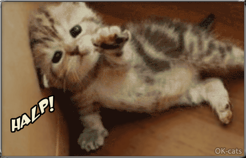Art Cat GIF with caption • HALP! Zombies are coming I need your help, I am so tiny Art Cat GIF with caption • HALP! Zombies are coming I need your help, I am so tiny