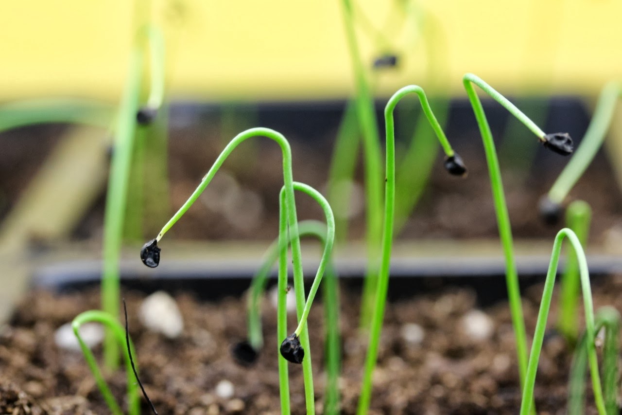 Seed Starting Alliums put your shovel where your mouth is