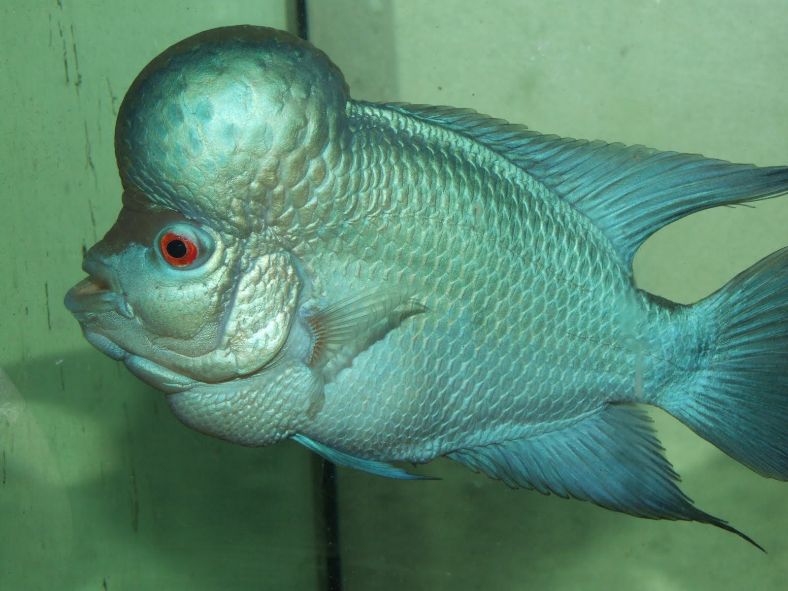 Flowerhorn The Hybrid Cichlids Thaisilk Flowerhorn