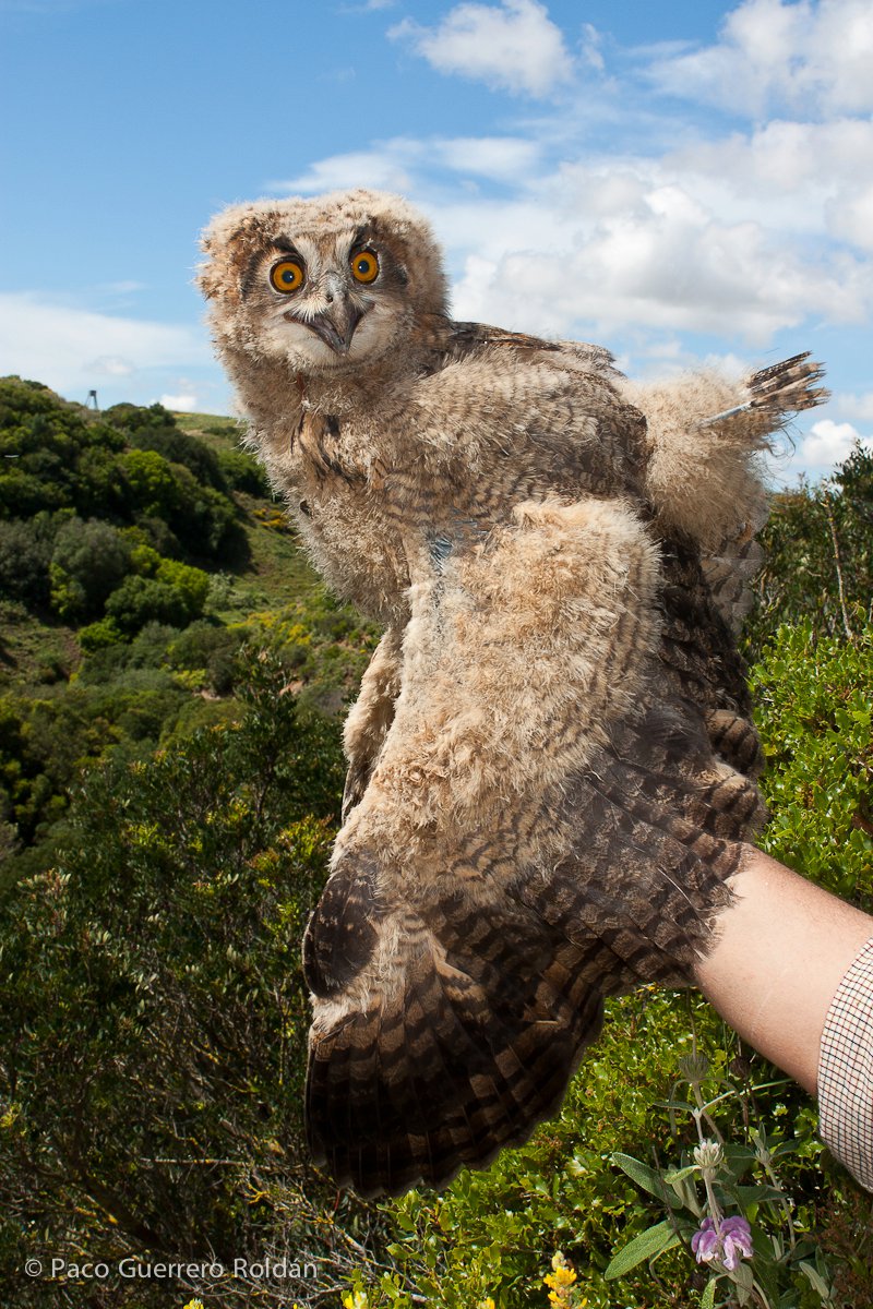 Naturaleza y ornitología: El búho real (Bubo bubo) y su reproducción