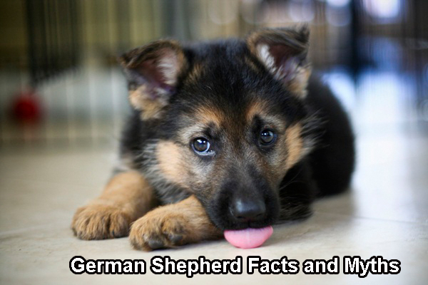 German Shepherd Facts and Myths German Shepherd Facts and Myths