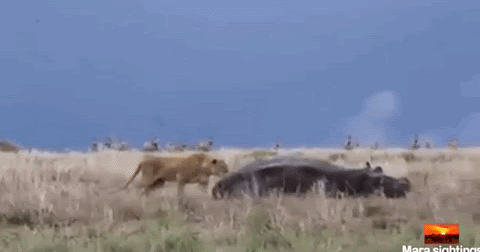 Sociolatte: Lion tries to hunt Hippo. Big. Mistake!!!