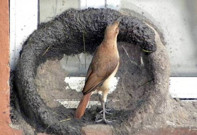 Bird Nest Construction