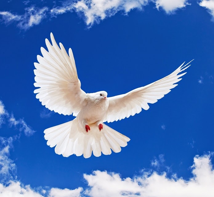 Reflexões Diárias Lucinalva