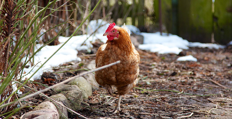  Préparer ses poules avant l'hiver - Compléments alimentaires et vitamines