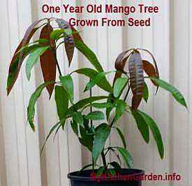 One year old mango tree grown from a seed.