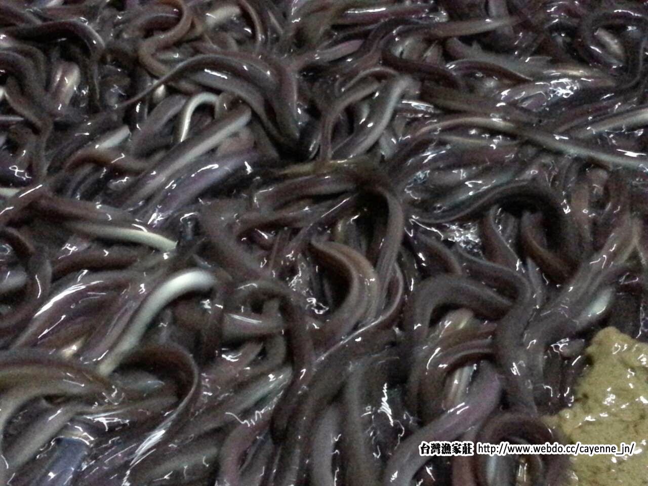 台灣漁家莊~魚苗買賣(服務專線0989-688-522): 台灣漁家莊 黑鰻中鰻200-300p現貨供應 歡迎來電洽詢0989688522