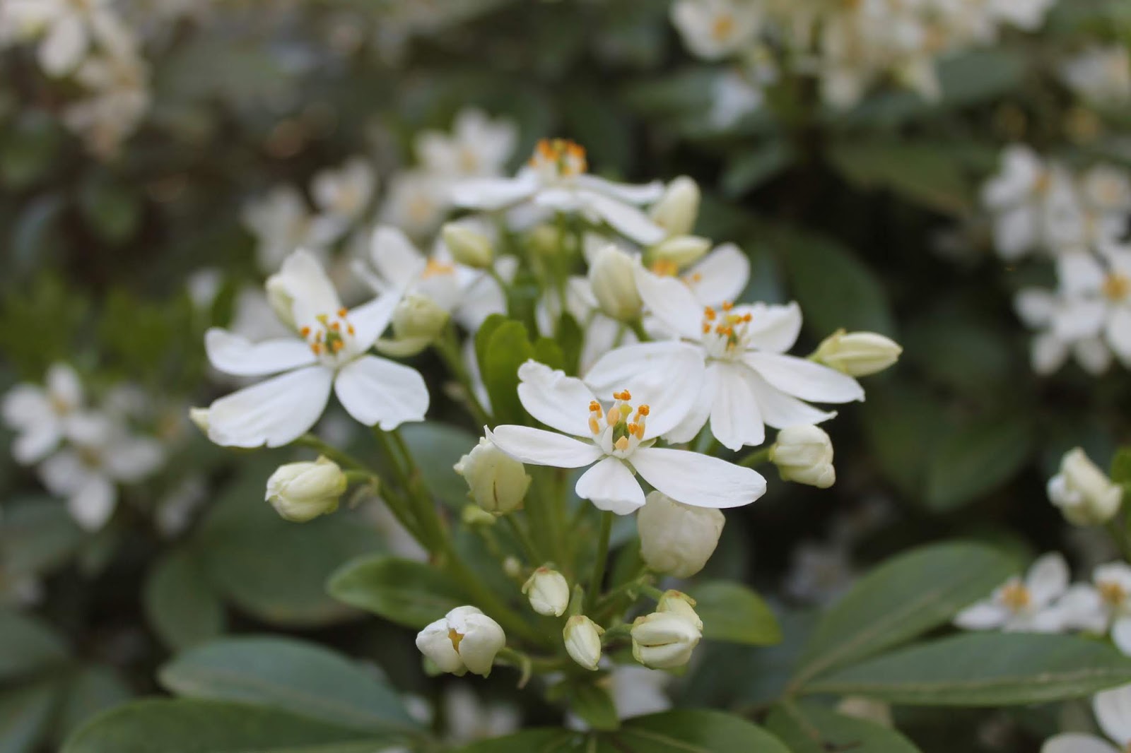 Pivoines Et Macarons Choisya Ternata Sundance Oranger Du Mexique