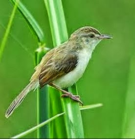 Tips Cara Merawat Burung Ciblek Sawah Bunyi Nyaring Gacor Hobi