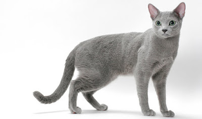 Archangel Cat Russian Blue