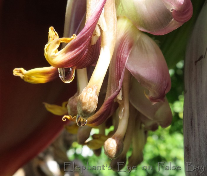 False Bay garden in December