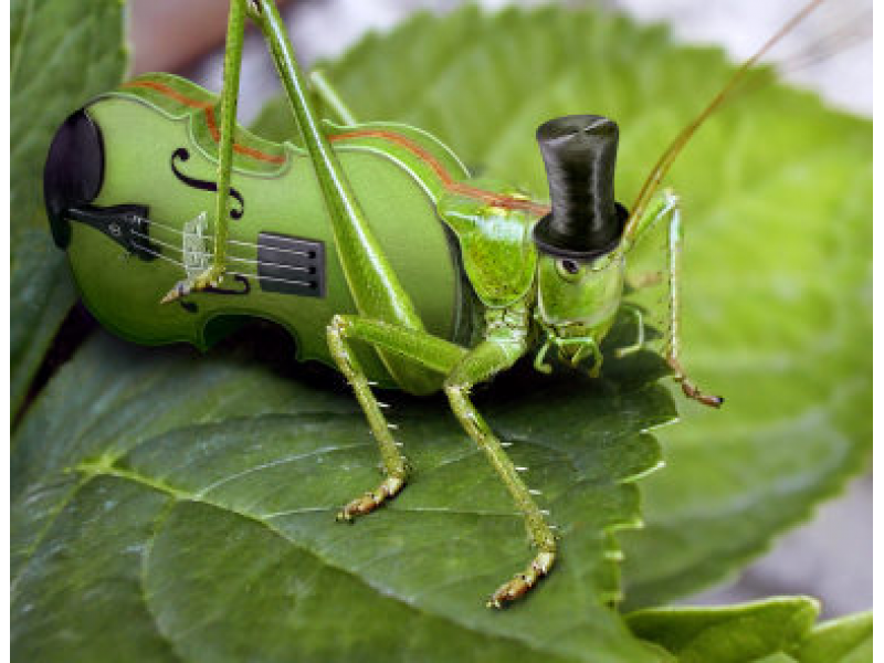 Cricket Insect Sound At Night How Do Crickets Talk Wonderopolis We