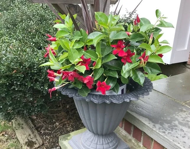 Front stoop planter with flowers