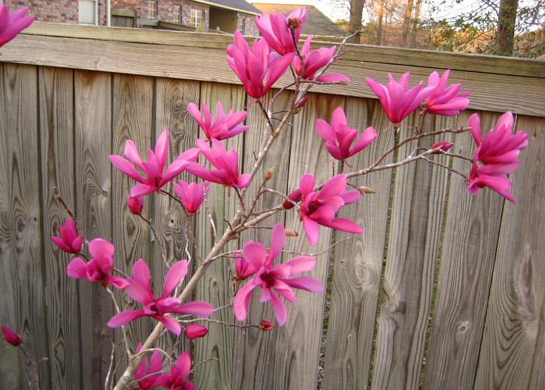 A Shower Fresh Garden Japanese Magnolia Tree