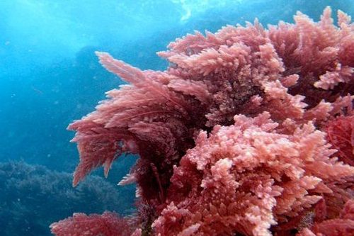 samtale Advarsel spiller Important Facts about Red Algae ~ Transforming the World