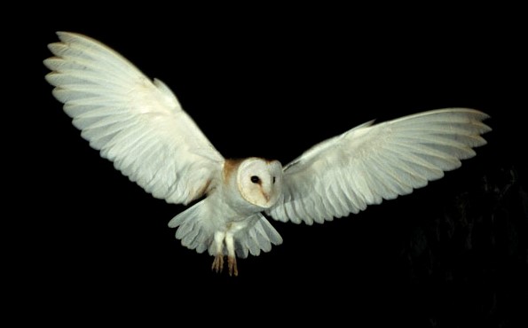 Shoreline Area News For The Birds Scary Halloween Birds