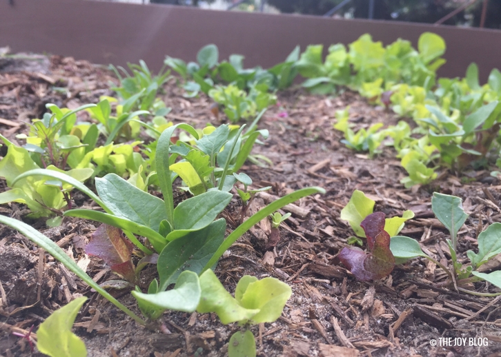 Salad Greens // Garden Updates: Mid-Spring 2018 // www.thejoyblog.net
