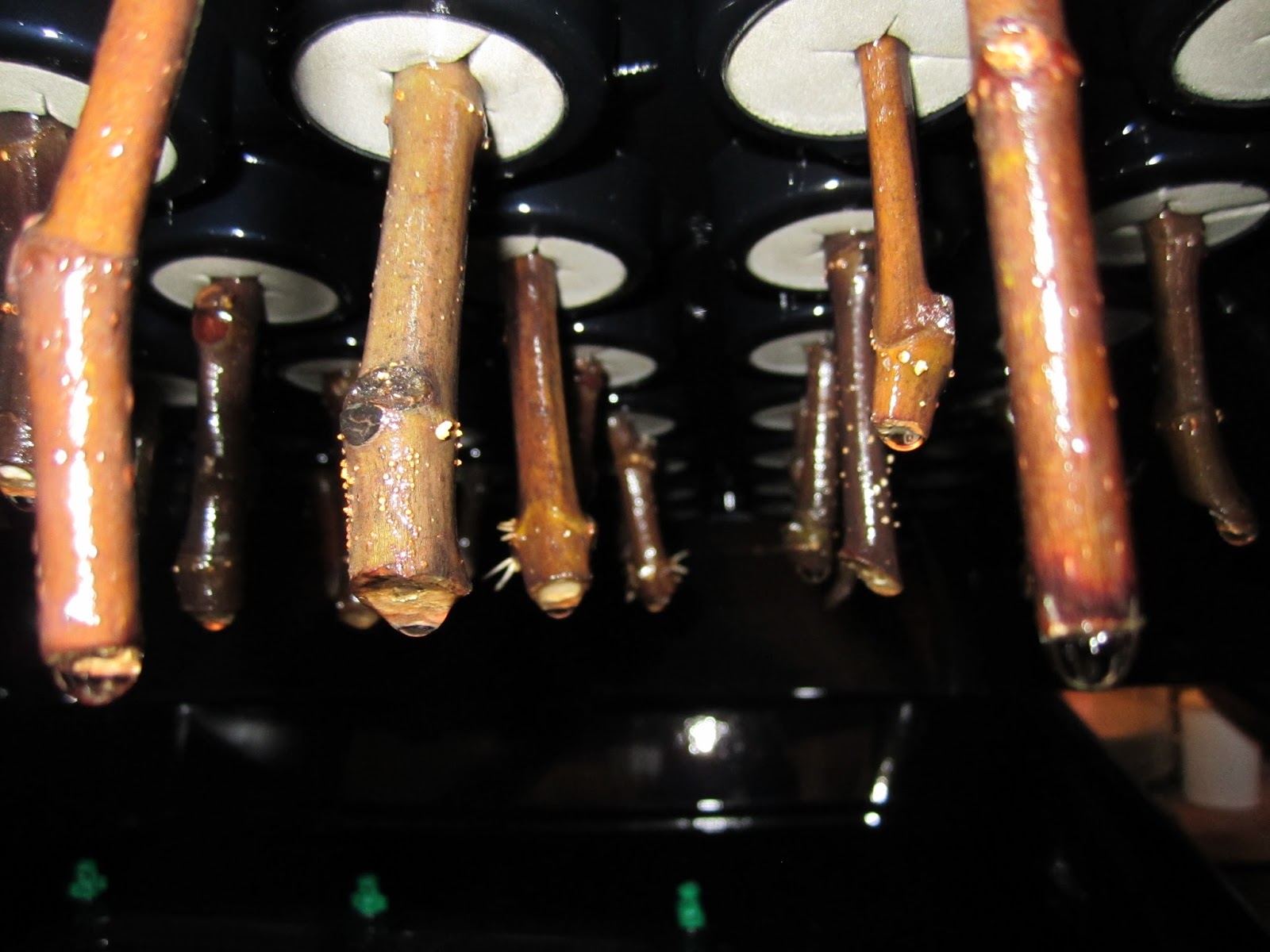 [IMG_0943%2B-%2Bfig%2Broots]