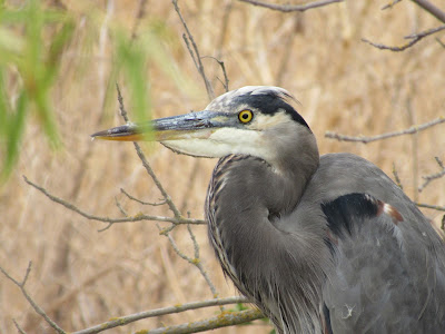 Sacramento National Wildlife Refuge