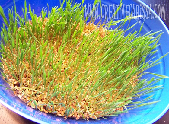 what grass from wheat berries looks like
