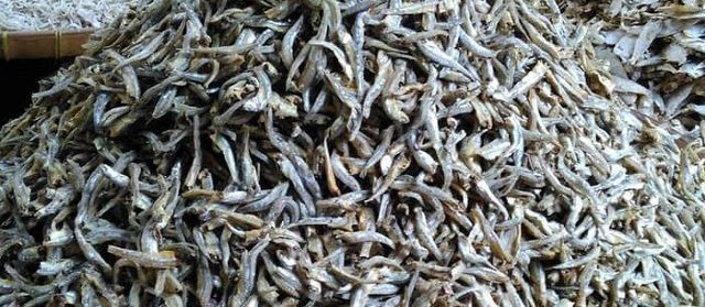 Gambar Ikan Teri Hidup, Basah, dan Kering dari Medan Tanpa Bahaya