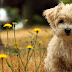 Cute Dog Picture Wallpaper 