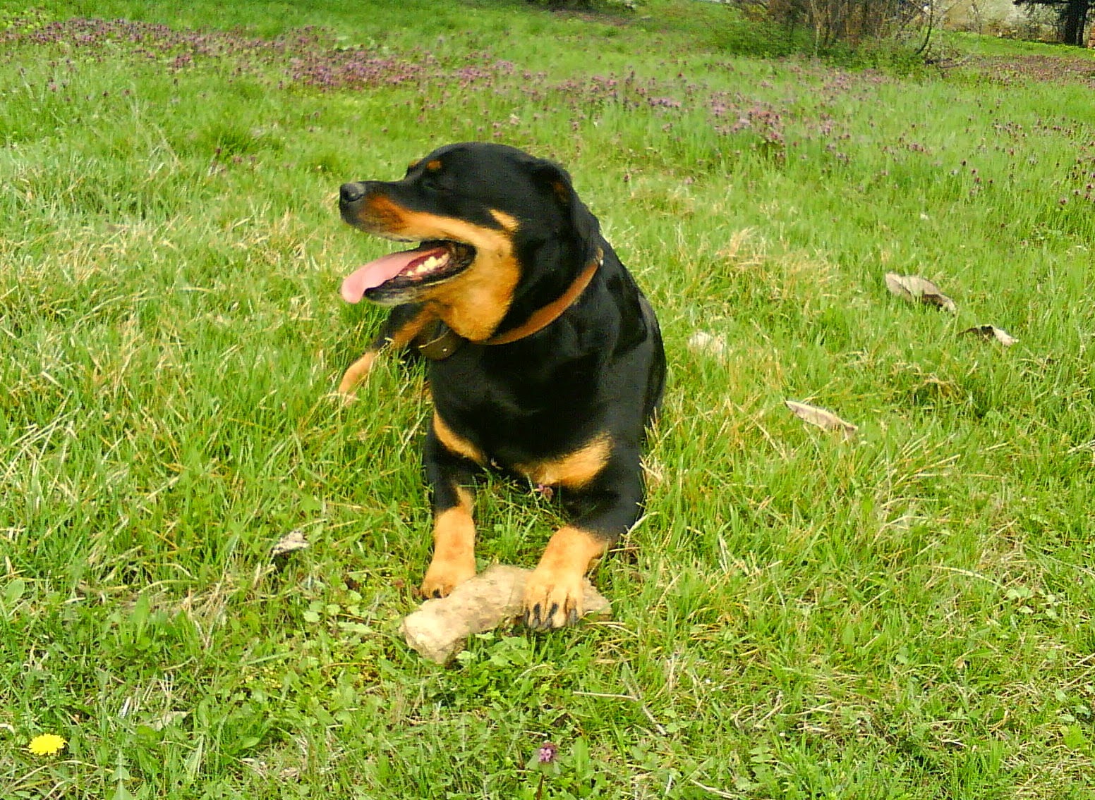 The Amazing Nature Happy Rottweiler