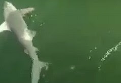 Το βίντεο που προκάλεσε πανικό στο YouTube: Θαλάσσιο τέρας καταπίνει ολόκληρο καρχαρία!
