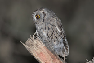 Arabian Scops Owl (Otus pamelae)