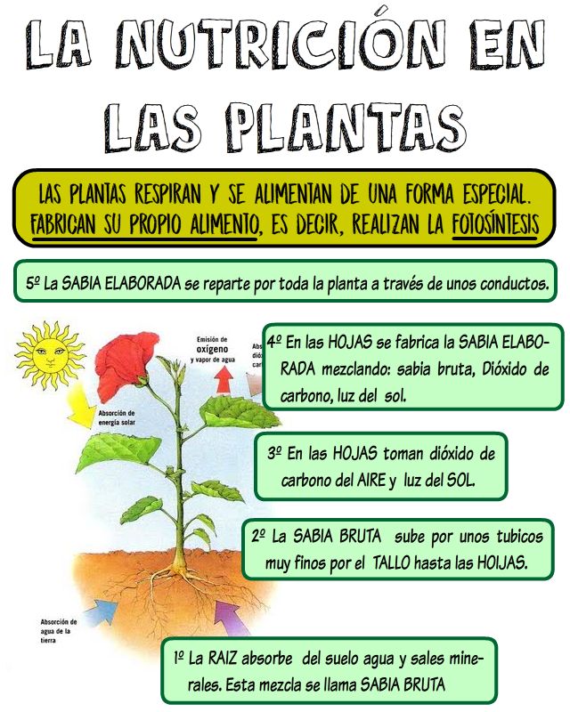 El Valle Del Saber 4 Y 5 CIENCIAS LAS PLANTAS el-valle-del-saber-4-y-5-ciencias-las-plantas