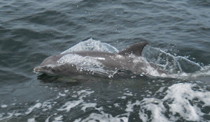 My best dolphin pic ever--nose, fin, eye and blowhole. (S)He was just having fun!