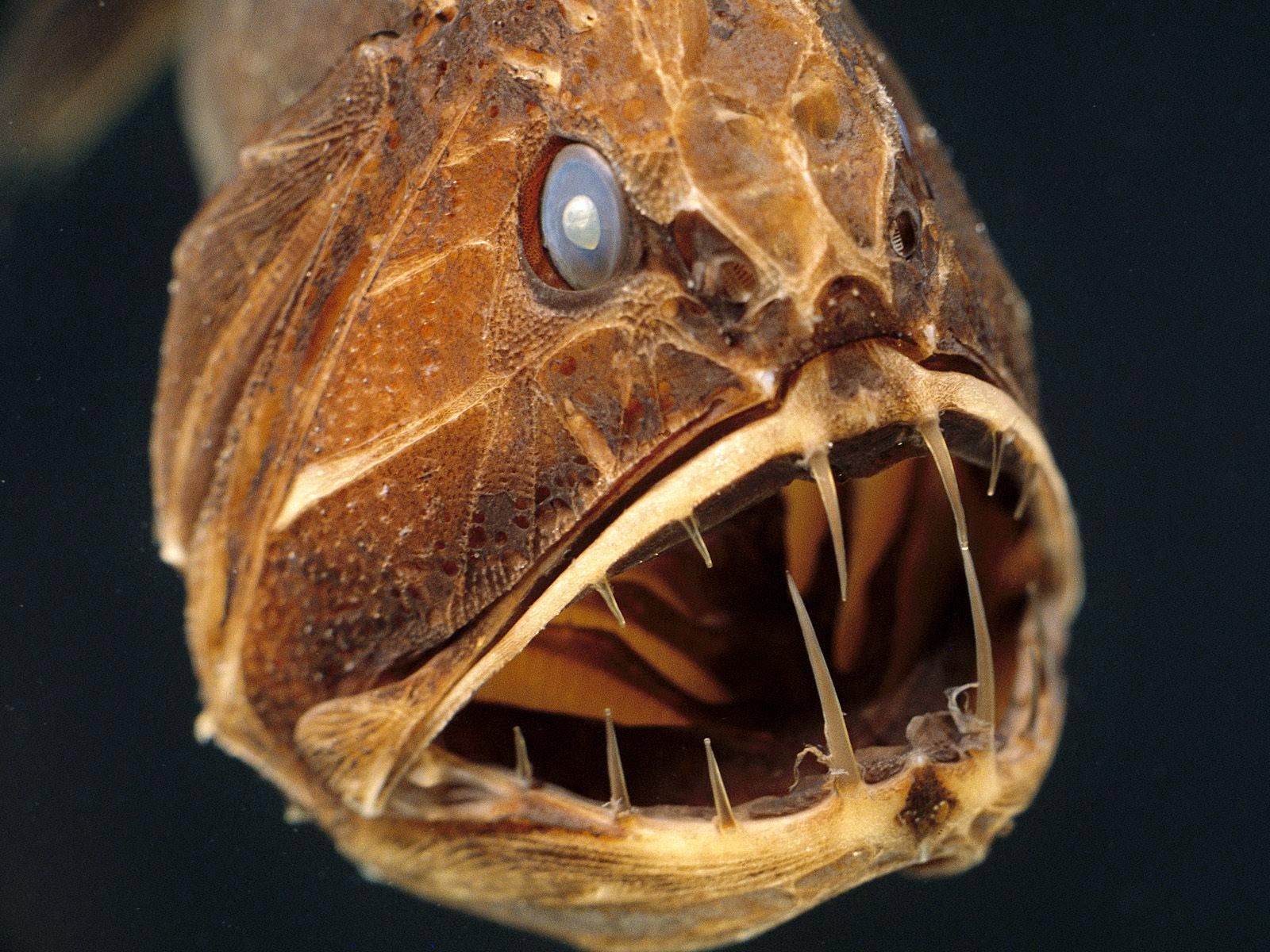 Unseen Fish from Dark Wallpaper - WallpapersXplore | Free HD Desktop