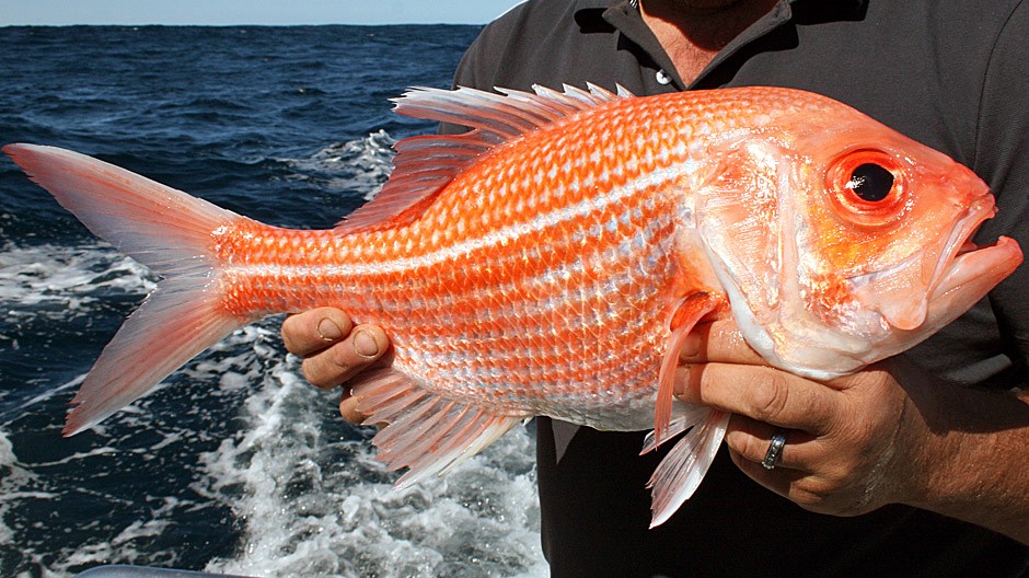 Red Snapper Fish Taste Red Snapper Fish, Red Snapper Fish Wholesale