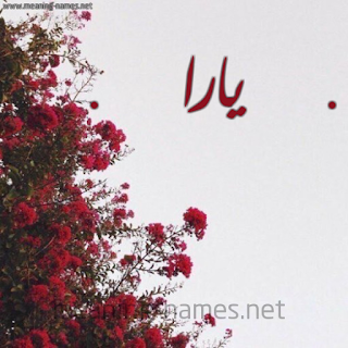 معنى اسم يارة ، صورمكتوب عليها اسم يارا