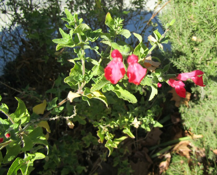 What's in Bloom at the End of October in Paso Robles? Walk with me through my Paso Robles neighborhood to see what's blooming.