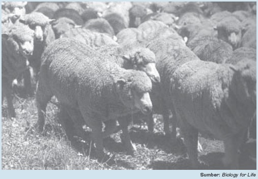 Contoh Bioteknologi Pada Bidang Peternakan Materi Belajar