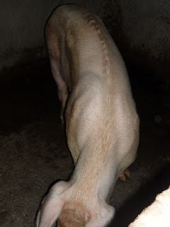 Cerdo Cerdo con pobre condicion corporal